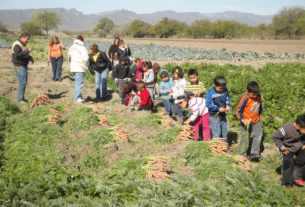 Niños del jardín de niños en la cosecha de zanahorias